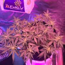 Review Image - Pineapple Express Auto Feminised Seeds