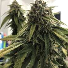 Review Image - Glue Auto Feminised Seeds (formerly Gorilla Glue)