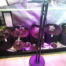 Review Image - Northern Lights Feminised Seeds - 5