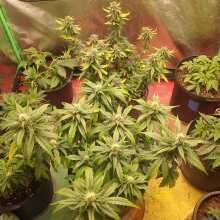 Review Image - Glue Auto Feminised Seeds (formerly Gorilla Glue)