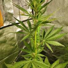 Review Image - Blackberry Auto Feminised Seeds