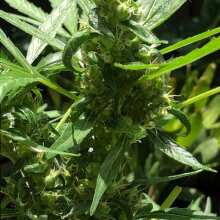 Review Image - Tutankhamon Auto Feminised Seeds