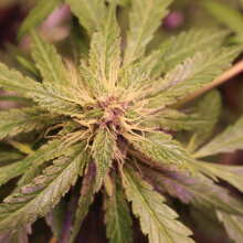 Review Image - BlackBerry Auto Feminised Seeds