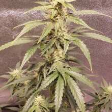 Review Image - Amnesia XXL Auto Feminised Seeds