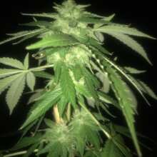 Image de révision - Original Amnesia Feminised Seeds