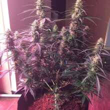 Review Image - Northern Lights CBD Auto Feminised Seeds