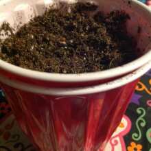 Review Image - New York City Feminised Seeds