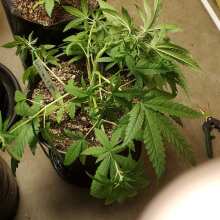 Review Image - Blueberry Auto Feminised Seeds