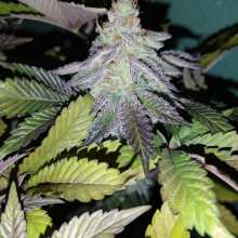 Review Image - Gelat.OG Feminised Seeds