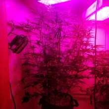 Review Image - Night Queen Auto Feminised Seeds