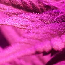 Review Image - Black Diesel Feminised Seeds