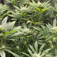 Review Image - Mimosa EVO Feminised Seeds