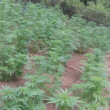 Review Image - Purple Bud Regular Seeds