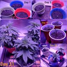 Review Image - Kosher Sorbet Feminised Seeds (Sorbet Collection)