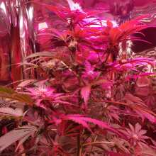 Review Image - Peyote Wi-Fi Feminised Seeds