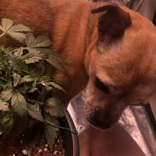 Review Image - Afghan Mass XXL Auto Feminised Seeds - 5