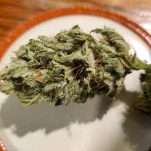 Image de révision - Sour Tangie Feminised Seeds