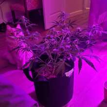 Review Image - Blueberry Feminised Seeds