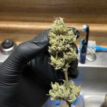 Review Image - Grape Walker Kush Auto Feminised Seeds