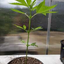 Image de révision - Purple Haze Feminised Seeds - 5