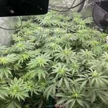 Review Image - Sugar Bomb Punch Feminised Seeds