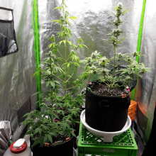 Review Image - Purple Punch Auto Feminised Seeds