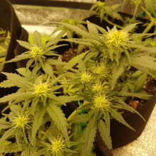 Review Image - Green Gummy Auto Feminised Seeds