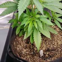 Review Image - White Widow x Big Bud Feminised Seeds