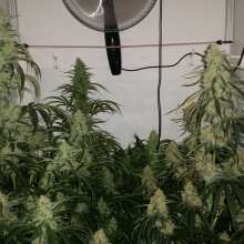 Review Image - Black Sugar Feminised Seeds