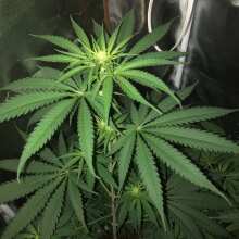 Review Image - Peyote Gorilla Feminised Seeds