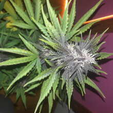 Review Image - Purple Kush CBD 1:1 Auto Feminised Seeds