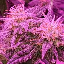 Review Image - Northern Lights Feminised Seeds