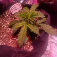 Überprüfen Sie das Bild - White Widow Auto Feminised Seeds - 5