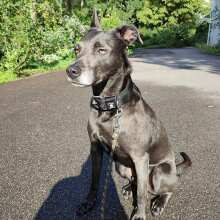 Review Image - Klassisches Hundehalsband mit abstehender Innenfütterung - Schwarz XS / 3cm