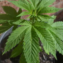 Review Image - Shark Shock CBD Feminised Seeds