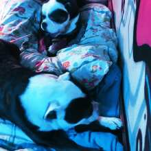 Überprüfen Sie das Bild - Extreme Bone: Robustes, Naturkautschuk Kau-Spielzeug für Hunde mit Beef-Duft, BPA- und Giftstofffrei