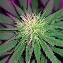 Review Image - Master Kush Feminised Seeds