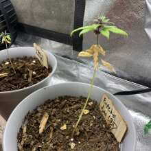 Überprüfen Sie das Bild - Purplediol CBD Auto Feminised Seeds