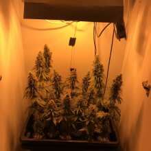 Review Image - Querkle Regular Seeds