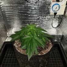 Review Image - Chemdawg Feminised Seeds