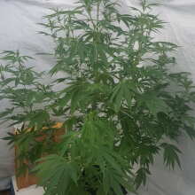 Review Image - HulkBerry Feminised Seeds