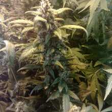 Review Image - Blackberry Auto Feminised Seeds