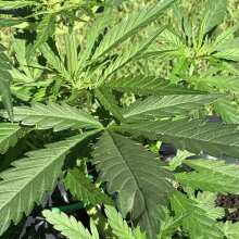 Review Image - Green Crack Auto Feminised Seeds