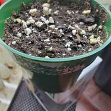 Image de révision - Chocolate Kush Feminised Seeds - 5