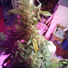 Review Image - Semi Mix Auto Regular Seeds - 6