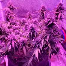 Review Image - Green Crack Auto Feminised Seeds