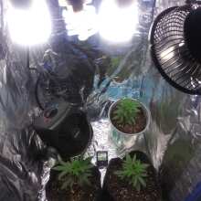 Review Image - C99 x Blueberry FAST Feminised Seeds