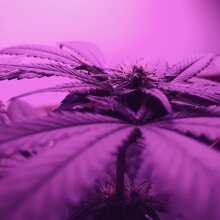 Review Image - Alaskan Purple Feminised Seeds