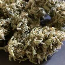 Review Image - Grape Walker Kush Auto Feminised Seeds