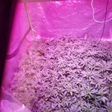 Review Image - Skywalker Kush Feminised Seeds